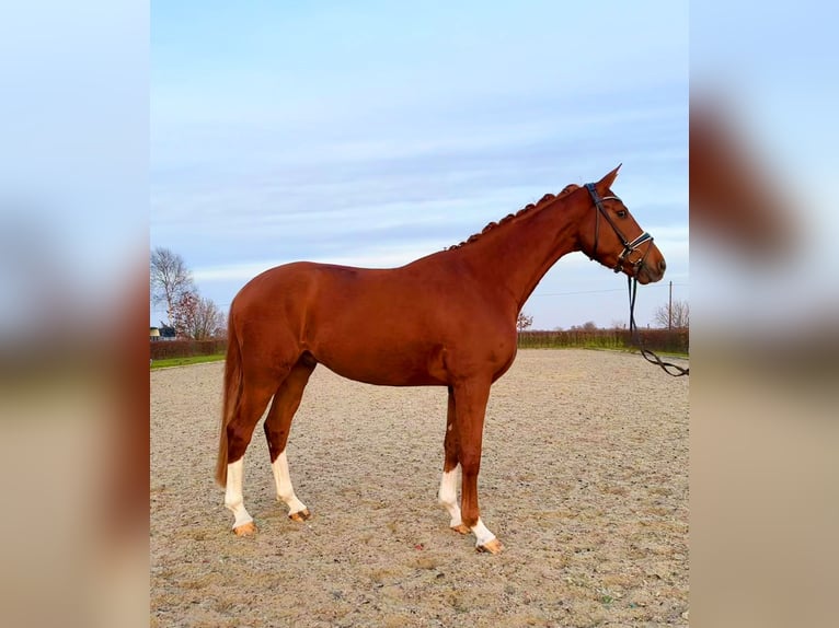 Hannoveraan Ruin 4 Jaar 170 cm Vos in Frelsdorf