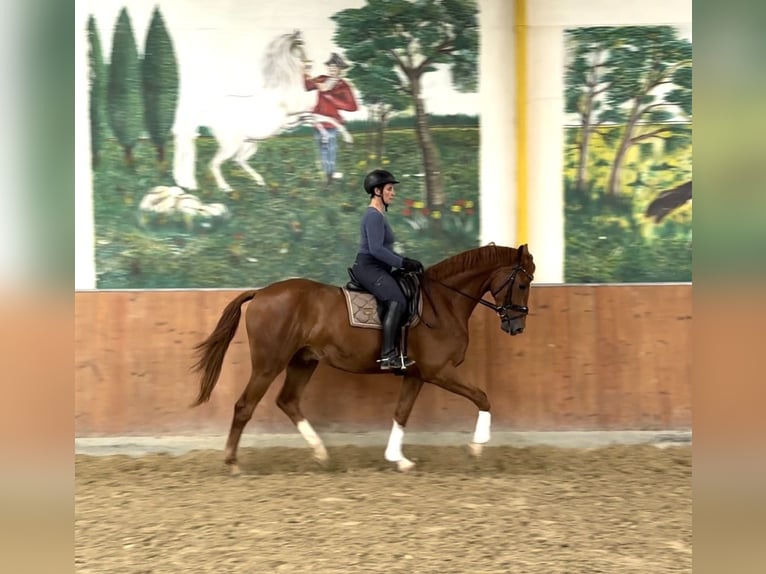 Hannoveraan Ruin 4 Jaar 170 cm Vos in Rees