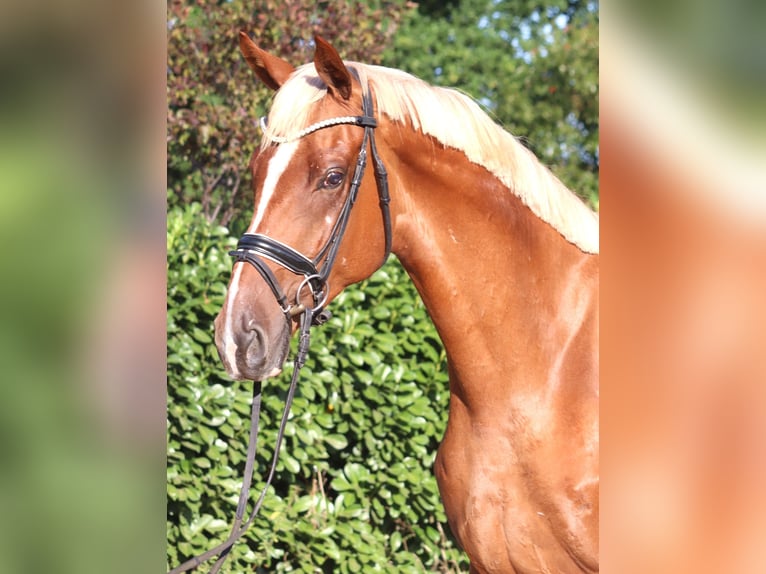 Hannoveraan Ruin 4 Jaar 170 cm Vos in Selsingen
