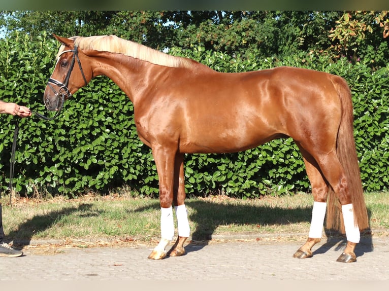 Hannoveraan Ruin 4 Jaar 170 cm Vos in Selsingen