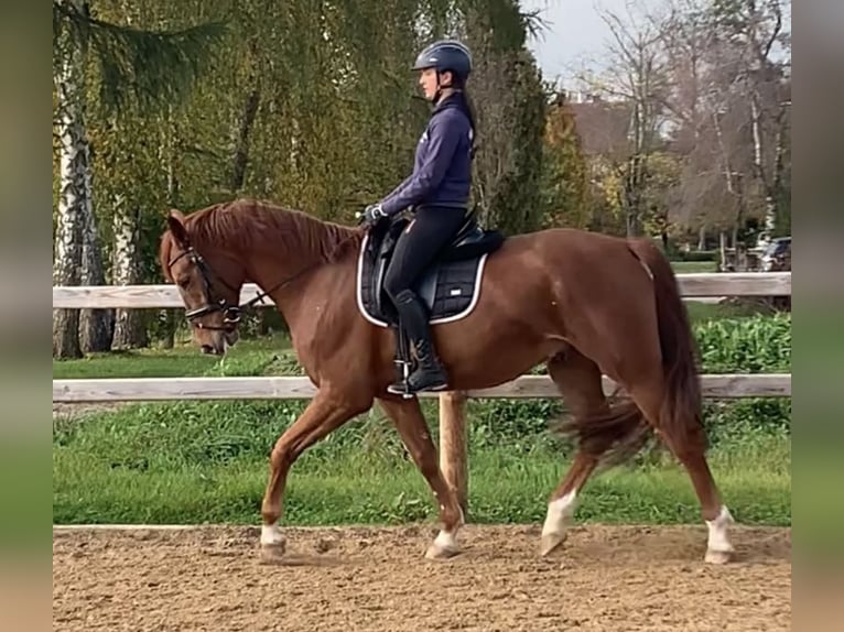 Hannoveraan Ruin 4 Jaar 170 cm Vos in Weil