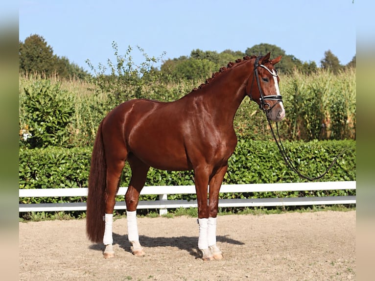Hannoveraan Ruin 4 Jaar 170 cm Vos in Reeßum