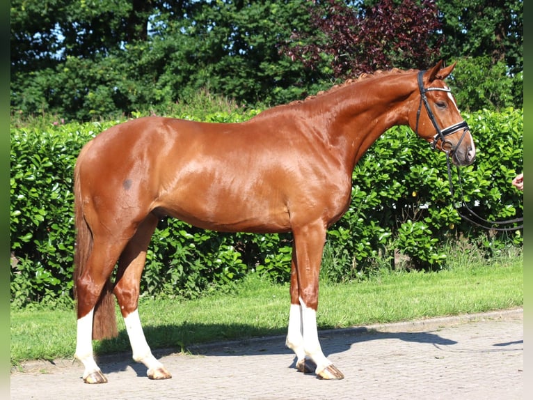 Hannoveraan Ruin 4 Jaar 170 cm Vos in Selsingen