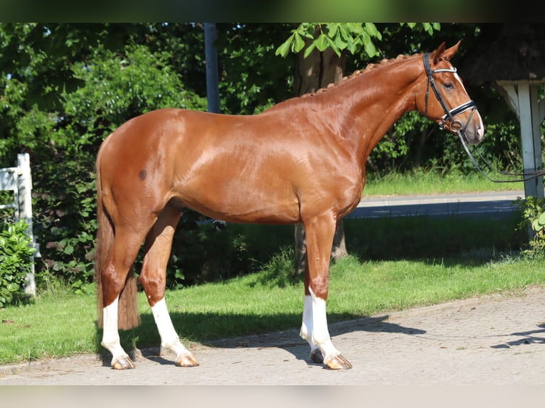 Hannoveraan Ruin 4 Jaar 170 cm Vos in Selsingen