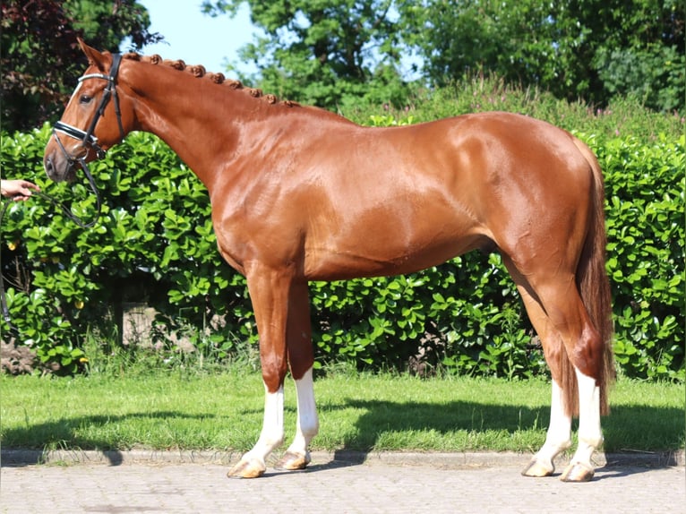 Hannoveraan Ruin 4 Jaar 170 cm Vos in Selsingen