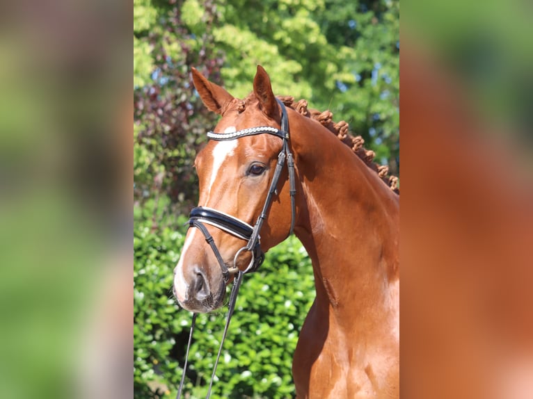 Hannoveraan Ruin 4 Jaar 170 cm Vos in Selsingen