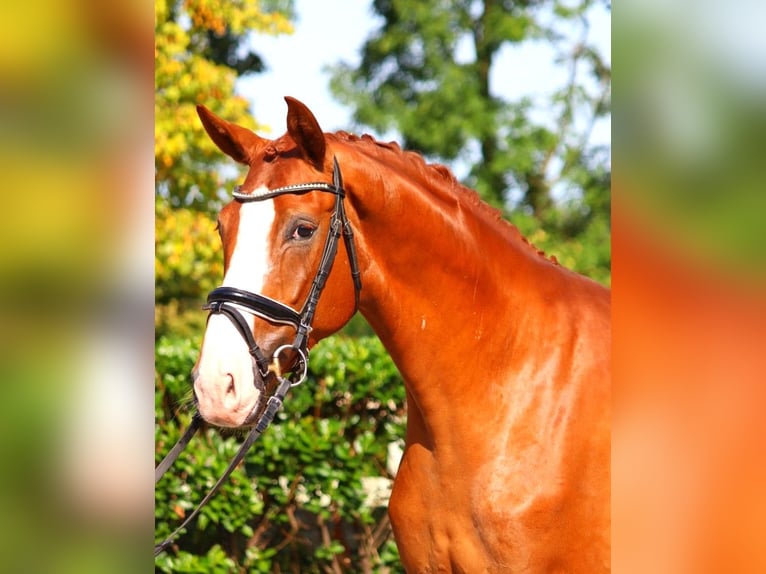 Hannoveraan Ruin 4 Jaar 170 cm Vos in Selsingen