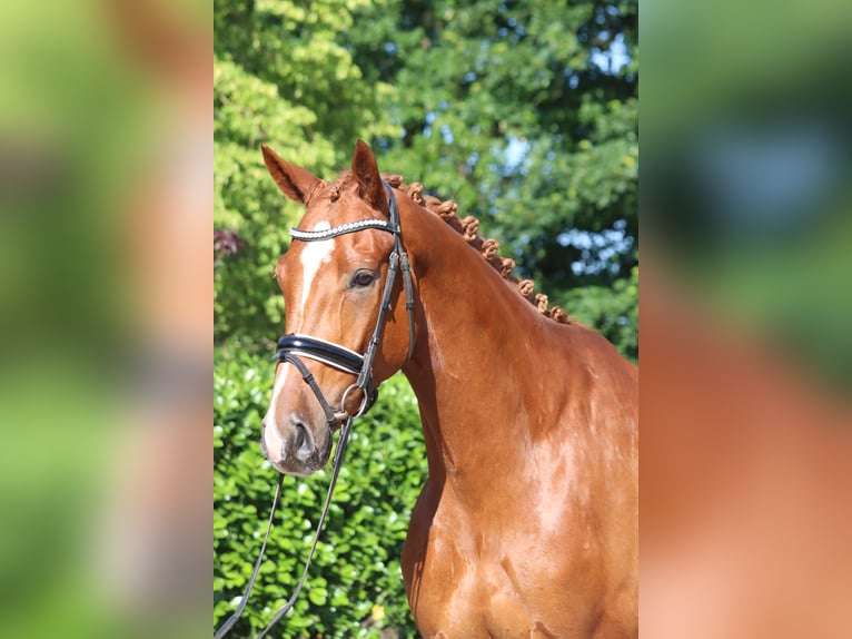 Hannoveraan Ruin 4 Jaar 170 cm Vos in Selsingen