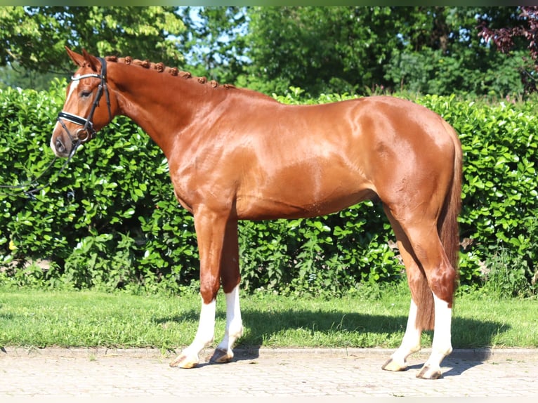 Hannoveraan Ruin 4 Jaar 170 cm Vos in Selsingen