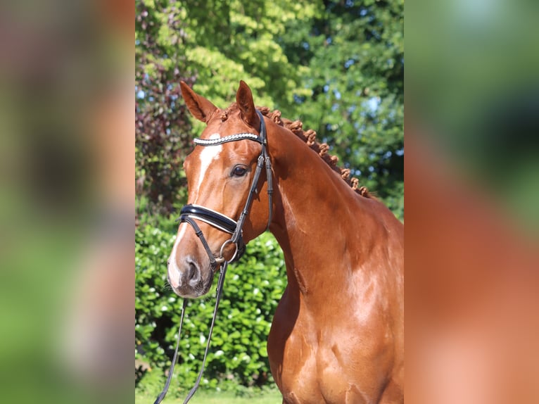 Hannoveraan Ruin 4 Jaar 170 cm Vos in Selsingen