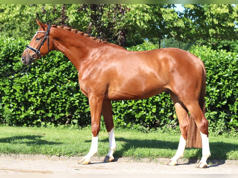 Hannoveraan Ruin 4 Jaar 170 cm Vos in Selsingen