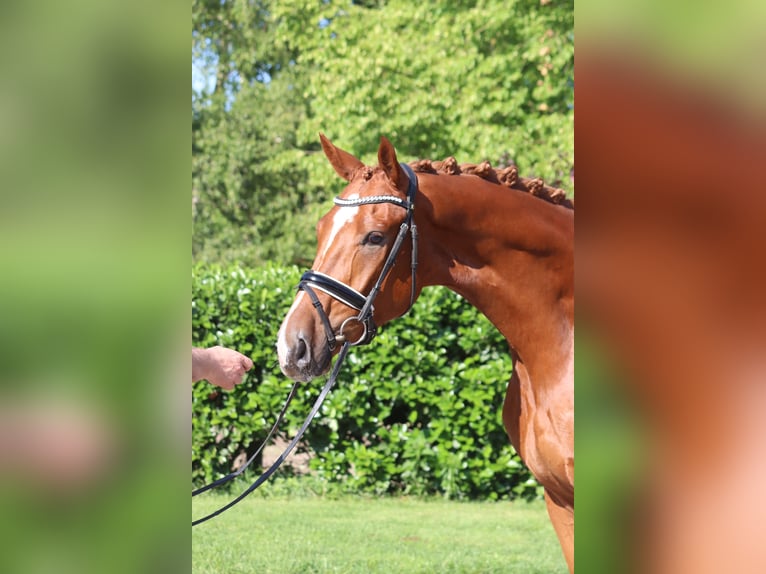 Hannoveraan Ruin 4 Jaar 170 cm Vos in Selsingen