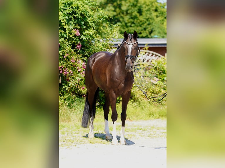 Hannoveraan Ruin 4 Jaar 170 cm Zwart in Hohenfelde