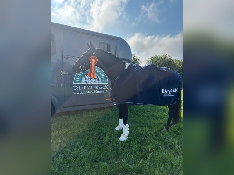 Hannoveraan Ruin 4 Jaar 170 cm Zwart in G&#xFC;by