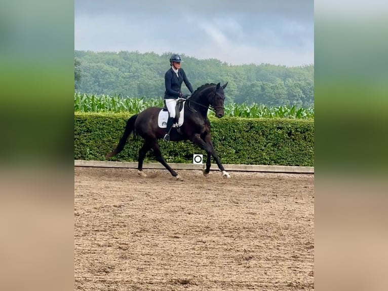 Hannoveraan Ruin 4 Jaar 170 cm Zwart in G&#xFC;by