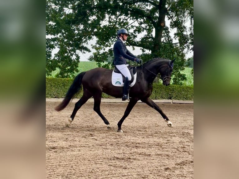 Hannoveraan Ruin 4 Jaar 170 cm Zwart in G&#xFC;by