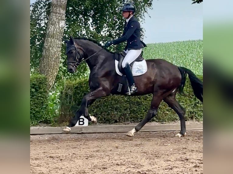 Hannoveraan Ruin 4 Jaar 170 cm Zwart in G&#xFC;by