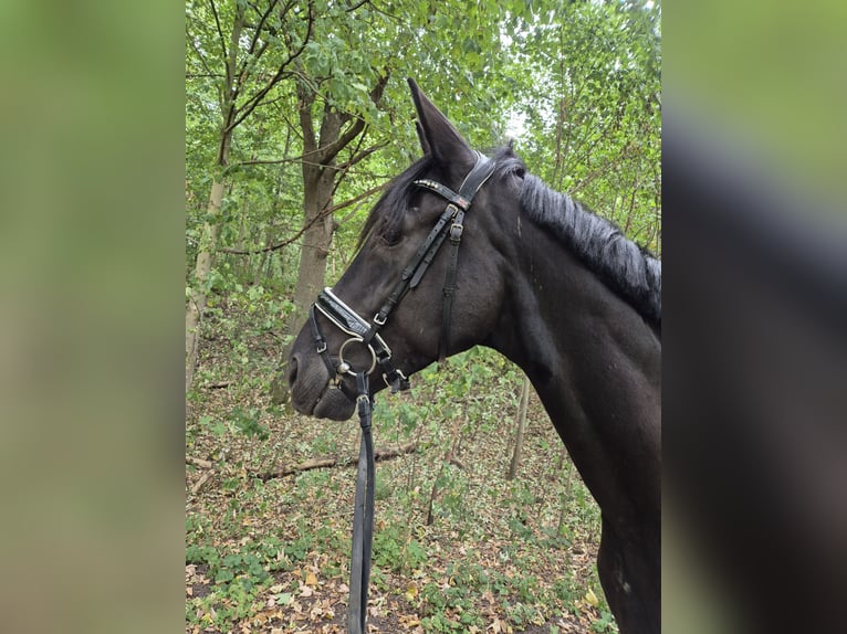 Hannoveraan Ruin 4 Jaar 170 cm Zwart in Hagen