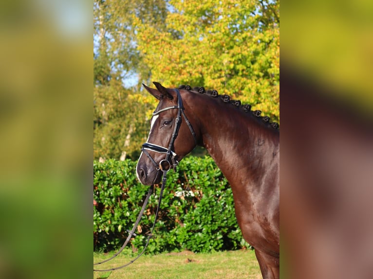 Hannoveraan Ruin 4 Jaar 170 cm Zwart in Selsingen