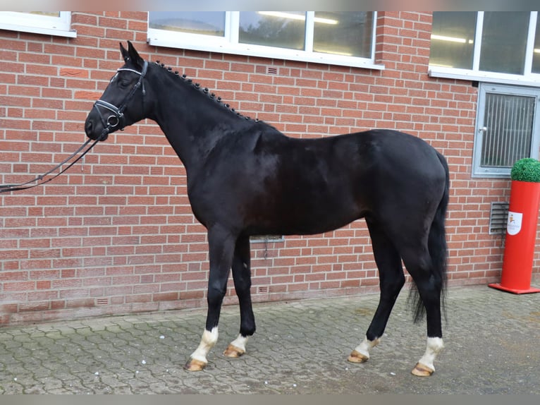 Hannoveraan Ruin 4 Jaar 170 cm Zwart in Celle