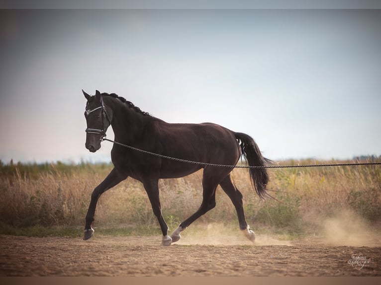 Hannoveraan Ruin 4 Jaar 170 cm Zwartbruin in Halbturn