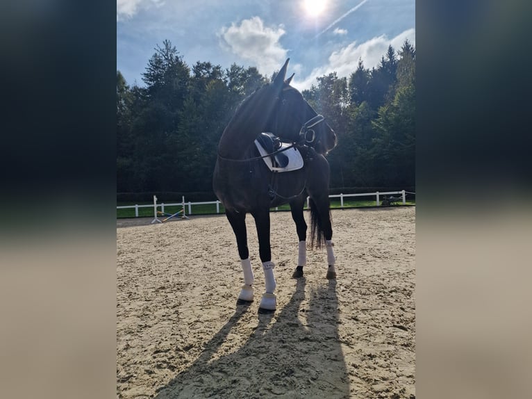 Hannoveraan Ruin 4 Jaar 170 cm Zwartbruin in Hermetschwil-Staffeln