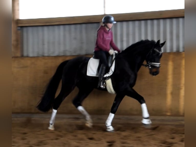 Hannoveraan Ruin 4 Jaar 170 cm Zwartbruin in Fredenbeck