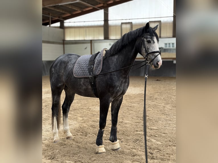 Hannoveraan Ruin 4 Jaar 170 cm Zwartschimmel in Efringen-Kirchen