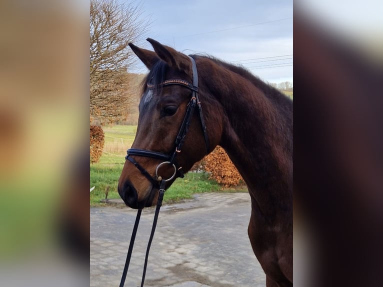 Hannoveraan Ruin 4 Jaar 171 cm Bruin in Büren