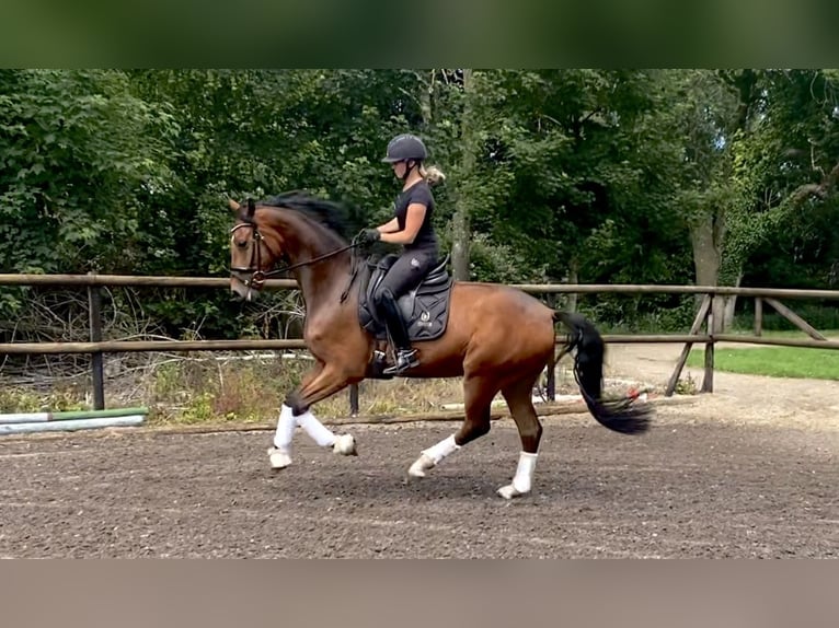 Hannoveraan Ruin 4 Jaar 171 cm Bruin in Isensee/Osten