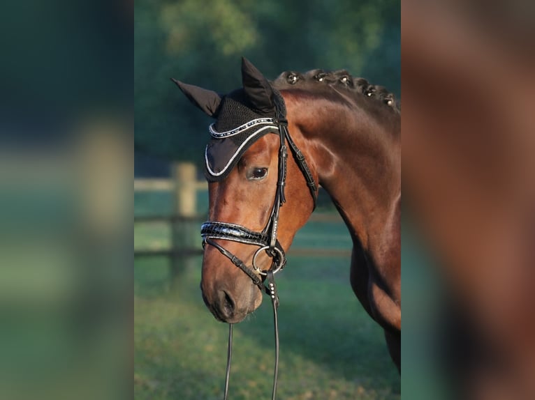 Hannoveraan Ruin 4 Jaar 171 cm Bruin in Fürstenau