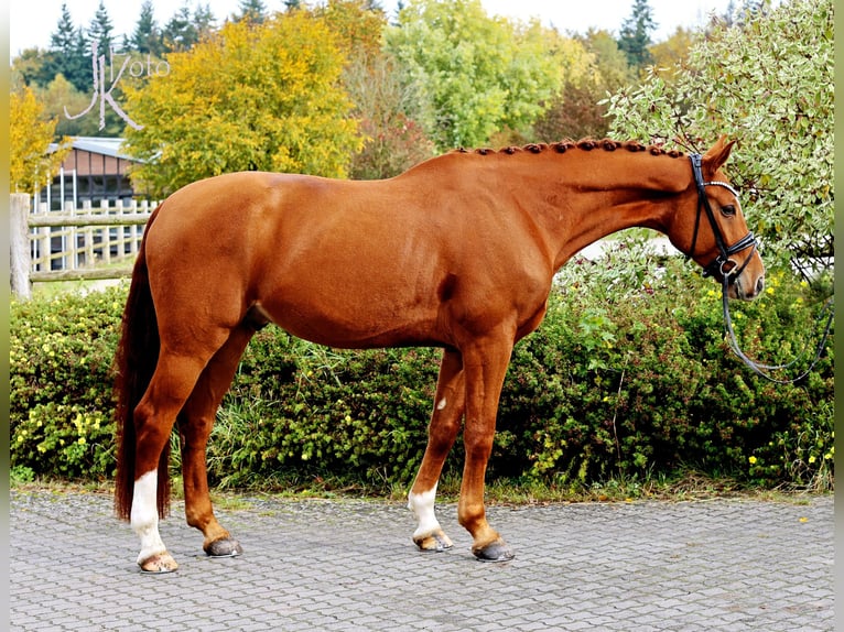 Hannoveraan Ruin 4 Jaar 171 cm Vos in Kempen