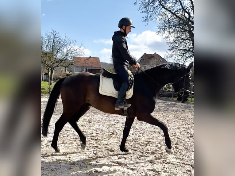 Hannoveraan Ruin 4 Jaar 171 cm Zwart in Dransfeld