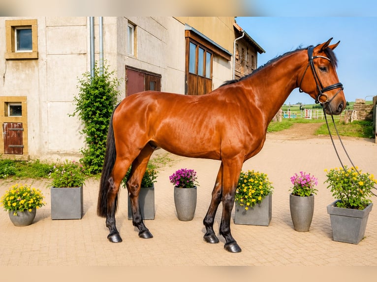 Hannoveraan Ruin 4 Jaar 172 cm Bruin in Hasbergen