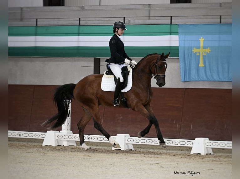 Hannoveraan Ruin 4 Jaar 172 cm Bruin in Mijas