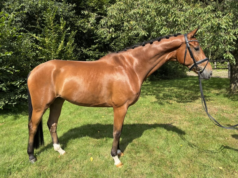 Hannoveraan Ruin 4 Jaar 172 cm Bruin in Kirchlinteln