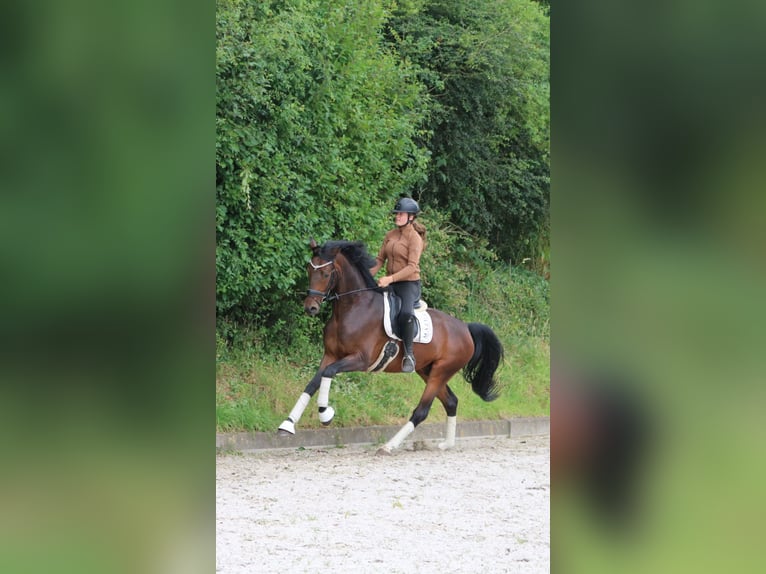 Hannoveraan Ruin 4 Jaar 172 cm Bruin in Fürstenau