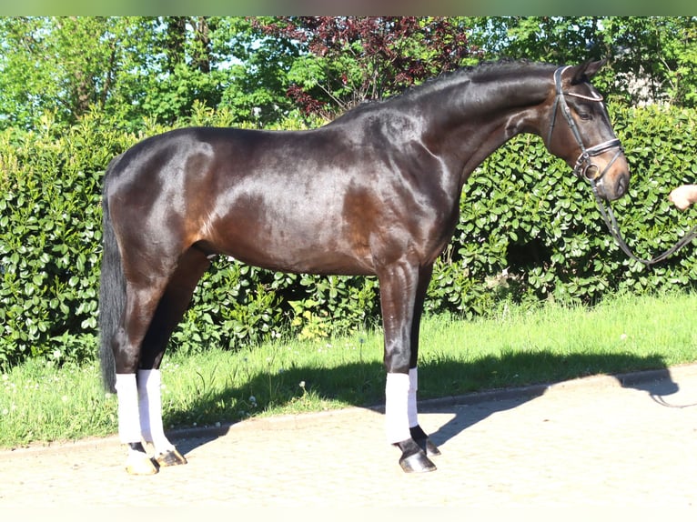 Hannoveraan Ruin 4 Jaar 172 cm Bruin in Selsingen