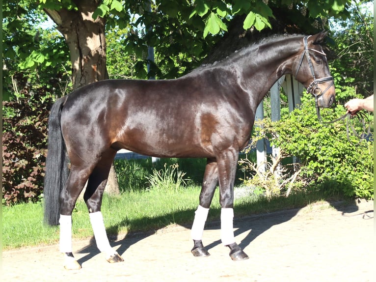 Hannoveraan Ruin 4 Jaar 172 cm Bruin in Selsingen