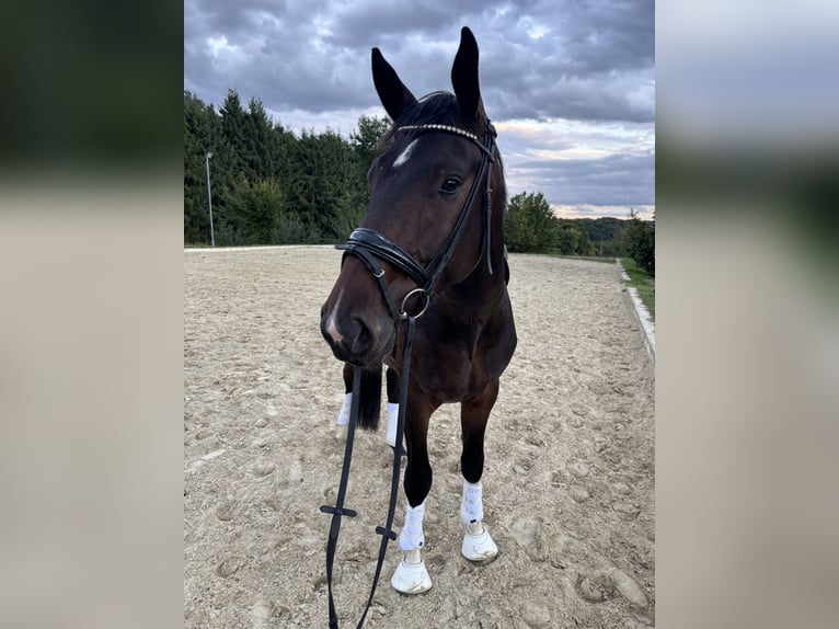 Hannoveraan Ruin 4 Jaar 172 cm Donkerbruin in Lohmar