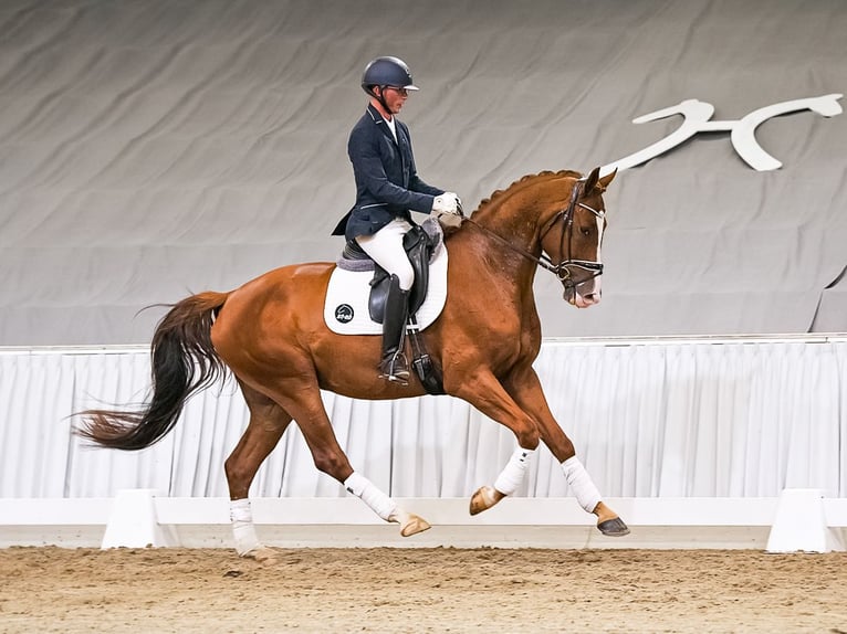 Hannoveraan Ruin 4 Jaar 172 cm Donkere-vos in Verden