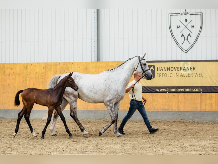 Hannoveraan Ruin 4 Jaar 172 cm Schimmel in Duszniki