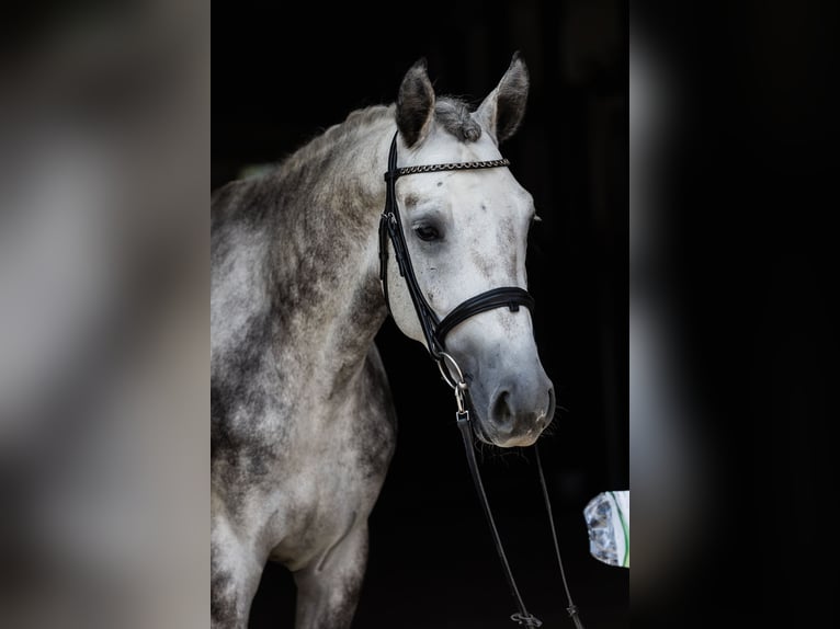 Hannoveraan Ruin 4 Jaar 172 cm Schimmel in DUSZNIKI