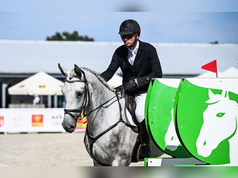 Hannoveraan Ruin 4 Jaar 172 cm Schimmel in Duszniki