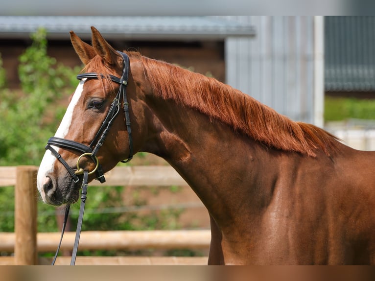 Hannoveraan Ruin 4 Jaar 172 cm Vos in Rickling