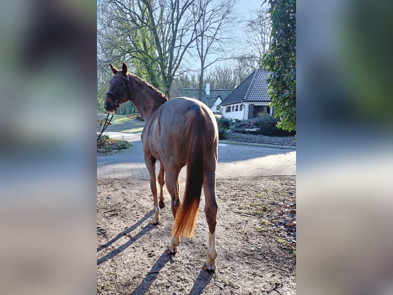 Hannoveraan Ruin 4 Jaar 172 cm Vos in Barenburg