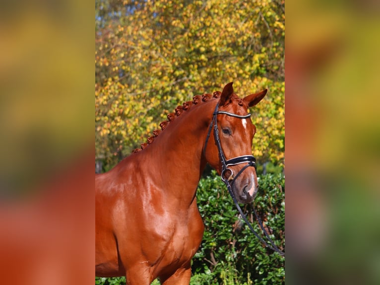 Hannoveraan Ruin 4 Jaar 172 cm Vos in Selsingen