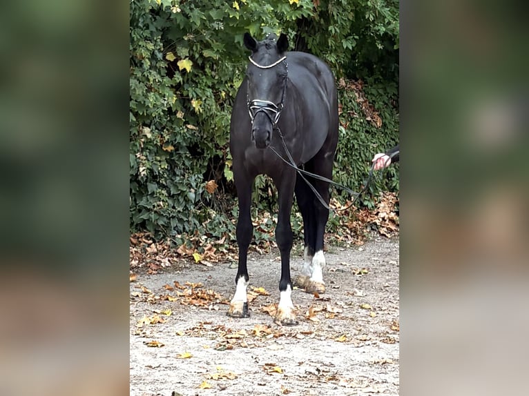 Hannoveraan Ruin 4 Jaar 172 cm Zwart in Kirchlinteln