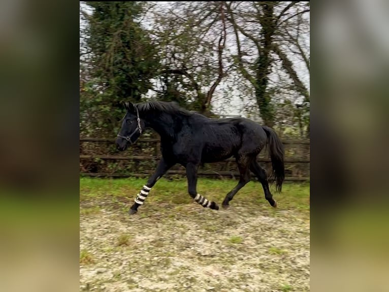 Hannoveraan Ruin 4 Jaar 172 cm Zwart in Moers