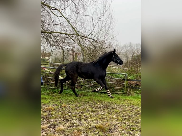 Hannoveraan Ruin 4 Jaar 172 cm Zwart in Moers